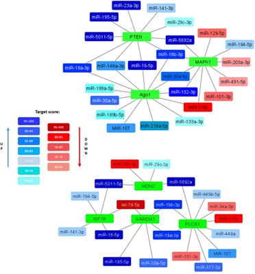 Declined adipogenic potential of senescent MSCs due to shift in insulin signaling and altered exosome cargo